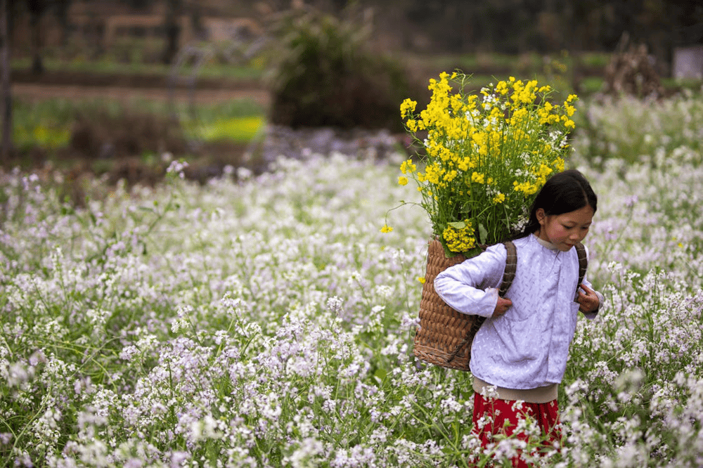 The Buckwheat Flower Festival in Ha Giang celebrates the region’s iconic blooms with music, markets, and ethnic cultural showcases (Source: Pexels)